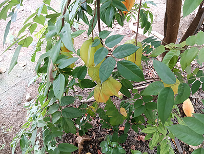 绿色叶子植物中的黄色美丽恒星果实生长热带果树收成树叶农场食物蔬菜星星橙子图片