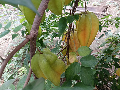 绿色叶子植物中的黄色美丽恒星果实蔬菜橙子收成饮食水果星星生长农场农业热带图片