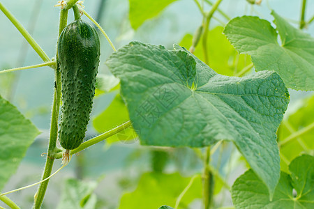 在温室里生长的新鲜黄瓜营养植物收成农场叶子园艺季节蔬菜花园衬套图片