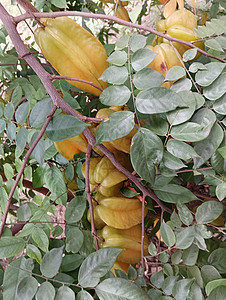 绿色叶子植物中的黄色美丽恒星果实食物水果农业蔬菜星星热带居住果树农场树叶图片