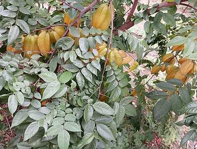 绿色叶子植物中的黄色美丽恒星果实热带蔬菜生长饮食收成水果树叶橙子农业食物图片