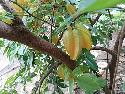 绿色叶子植物中的黄色美丽恒星果实星星树叶饮食果树蔬菜居住水果生长农业橙子图片