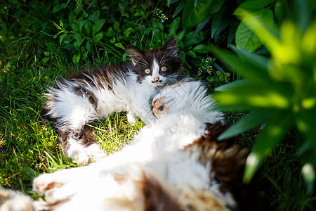 养家猫的绿地 绿树叶 自然生植物等花园房子猫科动物猫咪爪子晶须说谎董事会小猫毛皮图片