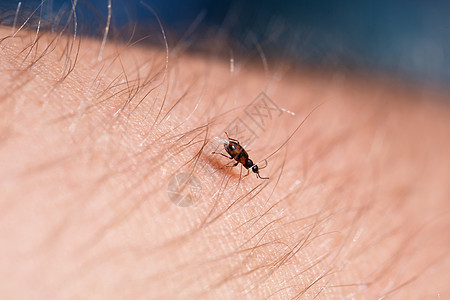 一只小黑昆虫坐在手的近切处 在你的手掌中 有昆虫翅膀动物害虫漏洞日光皮肤生物学荒野生活季节图片