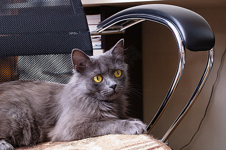 一只猫躺在电脑椅子上电子邮件宠物房间桌子家具爪子家庭短发哺乳动物工作图片