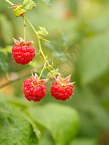 花园里生长着开菜草莓浆果叶子覆盆子农场季节收成栽培植物衬套食物图片