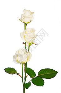 玫瑰花束 孤立的白色玫瑰花 白色背景 照片可以用作贺卡 婚礼邀请卡 生日和其他节日和夏季背景问候语植物花瓣标签水彩花园明信片植物图片