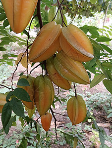 绿色叶子植物中的黄色美丽恒星果实热带水果星星树叶蔬菜食物橙子果树居住生长图片