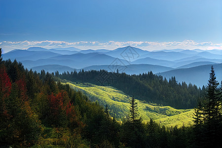 松树谷巨型全景观望着万能的森林背景