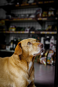 黄色纯洁的年轻小狗 可悲地看着主人地面朋友家畜犬类纯种狗动物爪子挫折喂养毛皮图片