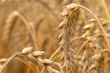 麦穗金麦田 农业农场和农业概念种子培育谷物植物面粉场地生育力收割机乡村农村图片