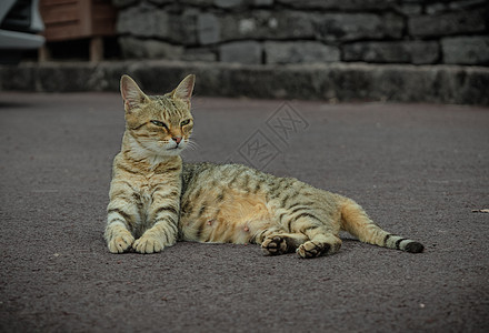 可爱猫的肖像躺在地上图片