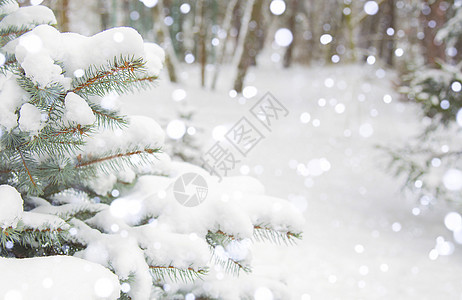 冬天的风景 背景 森林 雪中的树木 落雪天气林地下雪雪花童话木头松树暴风雪新年降雪图片