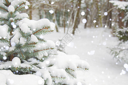 冬天的风景 背景 森林 雪中的树木 落雪天气松树针叶木头新年降雪暴风雪气候雪花季节图片