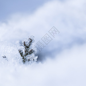 雪中一个小冰冻的薄冰树枝 自然冬天和圣诞节背景宏观雪堆新年漂移雪花冻结蓝色薄片植物水晶图片