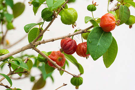 采摘的 Pitanga 巴西樱桃 在花园树枝上的水果衬套生物学园艺荒野环境植物辣椒食物橙子植物群图片