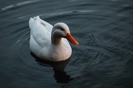 小白鸭在湖边游泳呢生物学池塘野生动物翅膀脊椎动物海浪荒野橙子宠物反射图片