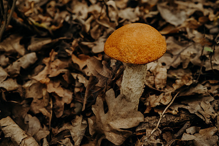 红宝石尾巴  在森林中秋叶的天然树脂 近视 收获 真菌采摘 蘑菇的概念牛目橘黄色食物植物群菌类宏观植物木头橙子季节图片