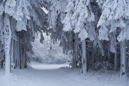 德国黑森州 Rhoen 的树林中的冬季景观 雪中的溪流和瀑布 高大的松树和雪冷杉 都被雪和冰覆盖着 冰冷的树木几乎是假的几何形状图片