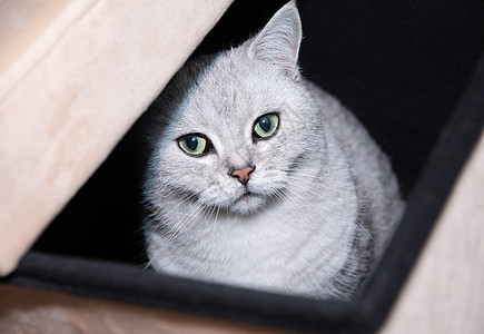 绿色眼睛的灰色苏格兰小猫 好奇地从盒子里偷看出来婴儿快乐猫咪宠物虎斑空间惊喜明信片隐藏可用图片