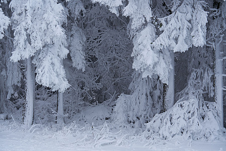 德国黑森州 Rhoen 的树林中的冬季景观 雪中的溪流和瀑布 高大的松树和雪冷杉 都被雪和冰覆盖着 冰冷的树木几乎是假的几何形状图片