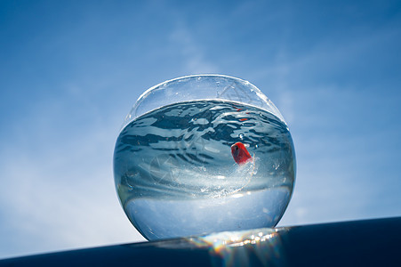 金鱼游在圆水族馆里 对抗蓝天热带动物学动物动物群活动水族馆蓝色运动宠物鱼缸图片