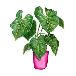 手绘水彩插图的室内植物 绿叶粉红色盆栽植物花 热带叶子 昂贵的品种 城市丛林自然爱好者种草本植物图片