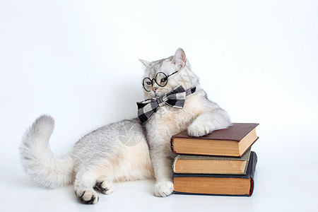 灰色领结和眼镜的白色英国白猫 躺在一堆旧书上 往外看图片