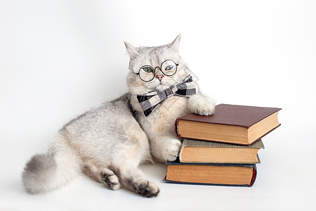 穿着灰领结和眼镜的白猫 躺在一堆旧书上图片