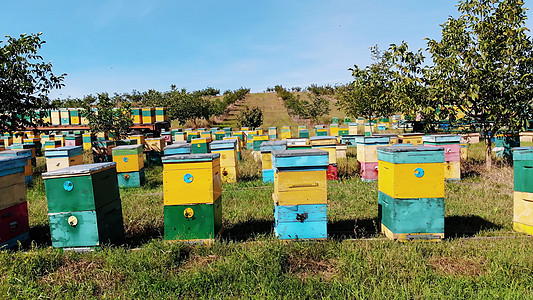 蜂房里的蜜蜂 在草地上有很多蜂房 蜂箱都是 农场的蜂蜜生产 蜜蜂蜂拥而至 天然蜂蜜生产 有机产品昆虫建筑学养蜂业紫色蜂窝风景场景图片