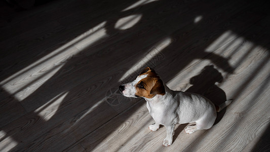 木地板上的杰克鲁塞尔猛虎狗 窗帘和风扇的阴影宠物房子太阳条纹客厅伴侣地面说谎午休百叶窗图片