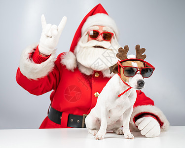Santa Claus和圣塔的帮手 在白色背景的太阳镜上 杰克罗瑟尔穿鹿装的野狗新年鼻子宠物驯鹿毛皮舞会传统礼物动物戏服图片