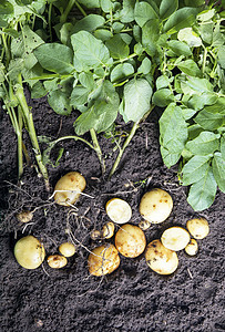 地下新鲜土豆 用绿色顶层的绿土豆收成图片