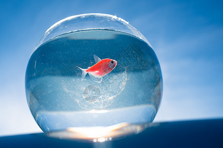 金鱼游在圆水族馆里 对抗蓝天热带动物群活动液体玻璃金子橙子鱼缸蓝色海洋图片