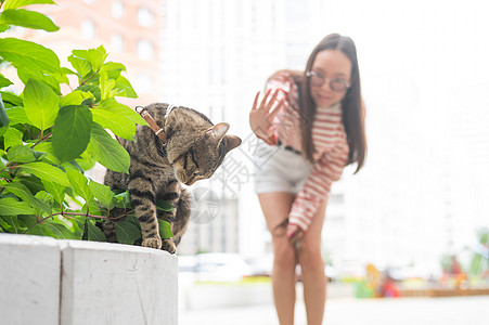 一只脱衣猫坐在户外的长凳上 年轻的妇女带着宠物在户外散步探险家小猫胡须友谊猫咪女士公园捕食者哺乳动物叶子图片
