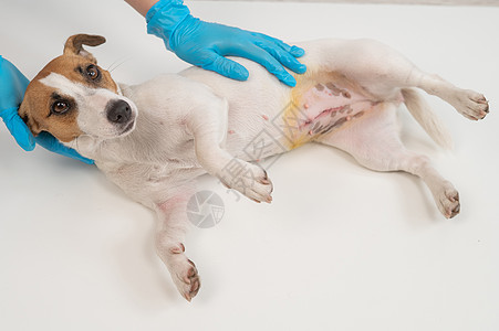 兽医在手术后检查了一只杰克罗素泰瑞尔的狗接缝宠物愈合款待哺乳动物腹部疾病子宫手套消毒图片