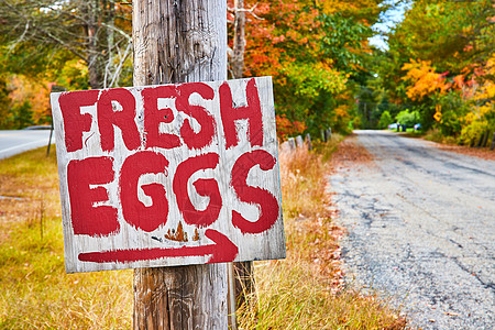 红油漆新鲜鸡蛋标志 箭头在秋叶中沿着砂砾田路向下走图片