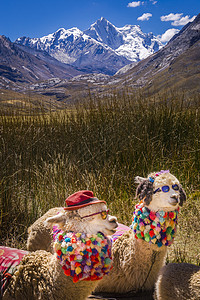特写了 秘鲁安第斯大陆现金协会文化雪山异国动物旅行羊驼情调哺乳动物目的地帽子图片