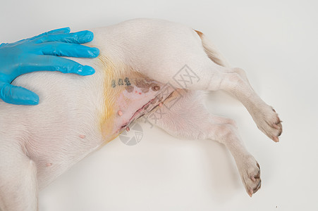 兽医在手术后检查了一只杰克罗素泰瑞尔的狗程序治疗接缝感染子宫伤害哺乳动物疾病医生女性图片