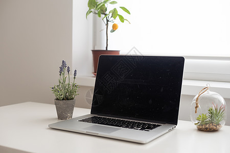 桌上有笔记本电脑的工作场所网络装饰职场桌面工作室桌子植物风格展示框架图片