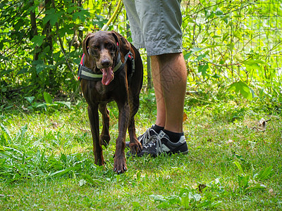 在公园为一只年轻的德国胸罩狗举办训练课程衣领休闲哺乳动物竞赛纪律活动教学犬类宠物皮带图片