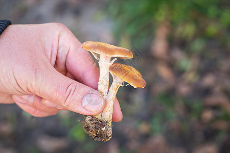 秋天 时间收集蘑菇 在森林里散步 (笑声) 这名男子拿着木薯蘑菇的根部图片