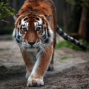 一只美丽的老虎的画像 大猫特写 老虎看着你 老虎的画像 一只大猫的肖像猎人野生动物眼睛橙子毛皮猫科哺乳动物食肉危险荒野图片