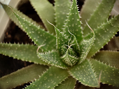 锅中绿色 aloe 植物的背景图像图片