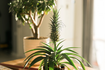 在家庭有机农场种植菠萝 在家里种植菠萝 园艺概念图片