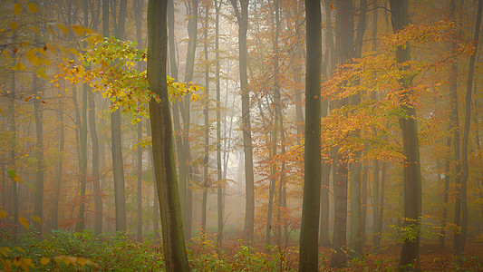 秋天风景的森林 与树的美丽的自然五颜六色的背景 自然多雨多雾天气的环境季节公园魔法树木木头叶子阴影橙子小路树叶图片
