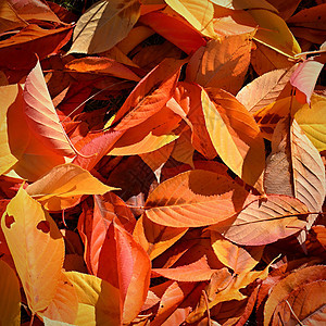 秋天背景 树上美丽的多色叶子 自然界的落叶时间森林太阳花园晴天环境橙子阳光公园植物金子图片