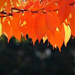 秋天背景 树上美丽的多色叶子 自然界的落叶时间森林橙子植物树叶场景花园公园季节太阳环境图片