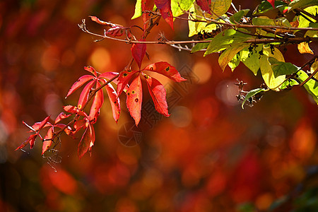 秋天背景 树上美丽的多色叶子 自然界的落叶时间 红叶场景树叶花园森林橙子阳光植物群季节环境公园图片