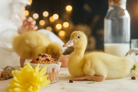 复活节桌上可爱的毛茸茸的小鸭子 旁边是一个小女孩 上面放着鹌鹑蛋和复活节纸杯蛋糕 复活节快乐的概念农场婴儿桌子友谊传统裙子情感房图片